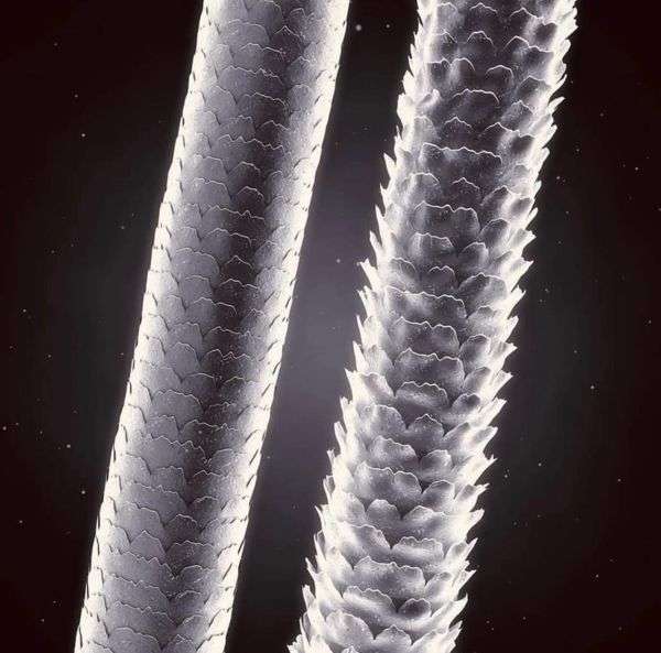 نقش کوتیکول